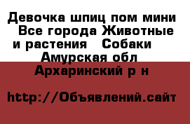 Девочка шпиц пом мини - Все города Животные и растения » Собаки   . Амурская обл.,Архаринский р-н